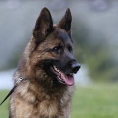 Bessa - German Shepherd