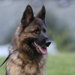 Bessa - German Shepherd