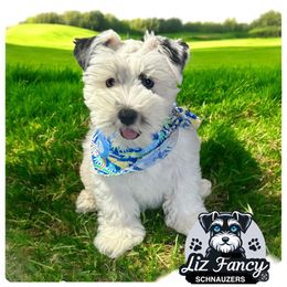 Miniature Schnauzer Puppies from LIZ FANCY SCHNAUZERS