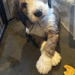 Floppy - Sable male Bernedoodle puppy in St. James, Missouri from Backwoods Bernedoodles