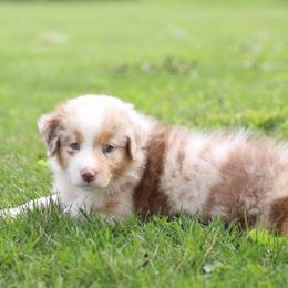 Leo - Red merle male Australian Shepherd puppy in Bagley, Iowa from Diamond M Aussies
