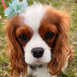Paisley - Cavalier King Charles Spaniel