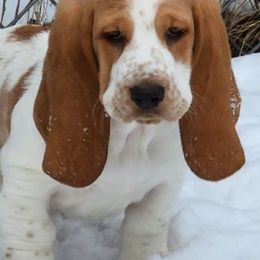 Basset Hounds from RJS Basset Boutique