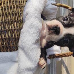 Boston Terrier Puppies from Dixieland Bostons