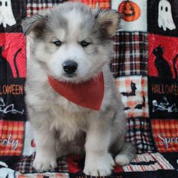 Orange - Gray and white male Siberian Husky puppy in York, Pennsylvania from Spalla Pups