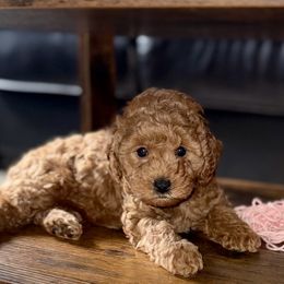 Mocha - Cafe au lait female Poodle puppy in New York, New York from Jessica’s Poodles