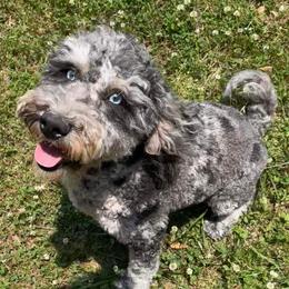 Blue - Goldendoodle