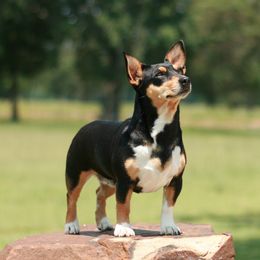 Reba - Teddy Roosevelt Terrier