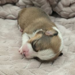 Eden - Red female Pembroke Welsh Corgi puppy in Charleroi, Pennsylvania from Twilight Hollow Corgis
