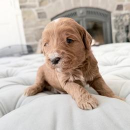 Black Boy - Apricot male Goldendoodle puppy in Twin Falls, Idaho from Magic Valley Family Doodles