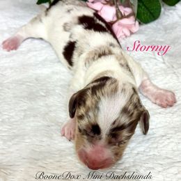 Stormy - Dapple female Dachshund puppy in Noble, Oklahoma from Marissa's Dachshunds (BooneDox Mini Dachshunds)