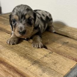 Aphrodite - Dapple female Dachshund puppy in Squires, Missouri from Hudson’s Hounds