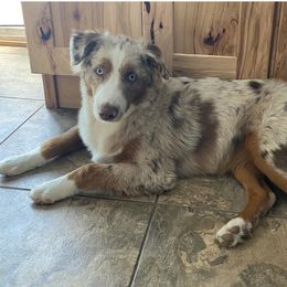 Miniature Australian Shepherd All Grown Up from ME Kennels