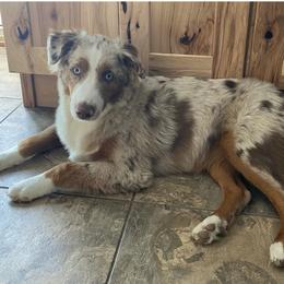 Miniature Australian Shepherd All Grown Up from ME Kennels
