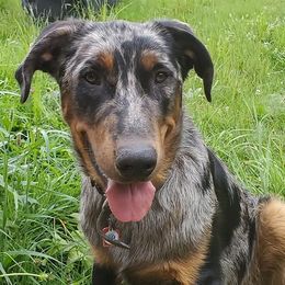 Beaucerons from WildGoose Beaucerons