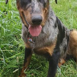 Beaucerons from WildGoose Beaucerons