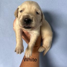 White - Golden female Golden Retriever puppy in Jesup, Georgia from Painted Platinum Retrievers (Painted Platinum Kennel) PPK