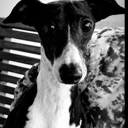 Alphie - Italian Greyhound