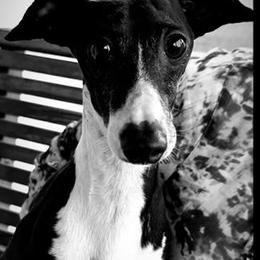 Alphie - Italian Greyhound