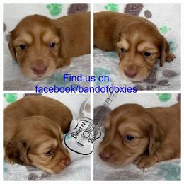 River, AKC, male - Cream male Dachshund puppy in Carriere, Mississippi from Band Of Doxies