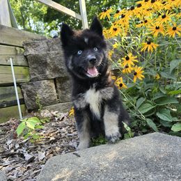 Stacy - Black tan and white female Siberian Husky puppy in Addison, Michigan from Gray Run Siberian Huskies
