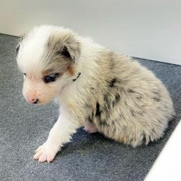 Grey - Blue merle male Australian Shepherd puppy in Gilbert, Arizona from Saltair Australian Shepherds