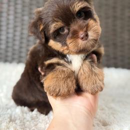 Gus - Chocolate and tan male Yorkshire Terrier puppy in Liberty, Texas from Tiny Yorkshire pups