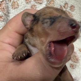 Dachshund Puppies from Witchy Woman’s Wiener’s
