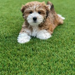 Havanese and Havapoo Puppies from Ladypawspuppies