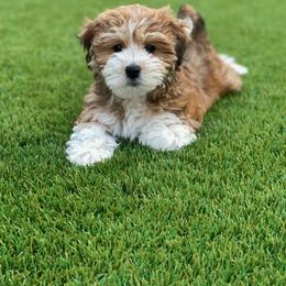 Havanese and Havapoo Puppies from Ladypawspuppies