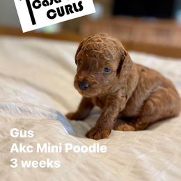 Bichon Frise and Poodle Puppies from Casa de Curls