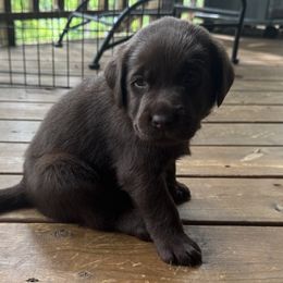 Navy Blue Male - Chocolate male Labrador Retriever puppy in Bella Vista, Arkansas from Havenwood Labradors