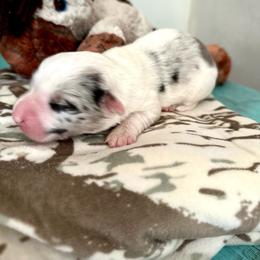 STETSON - White merle male American Corgi puppy in Bayard, Nebraska from Puppies by Alies