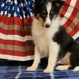 Moon Pie - Black white and tan male Shetland Sheepdog puppy in Altha, Florida from Hill Top Shelties