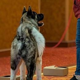 Akita from Cj's Sho-Me Akitas