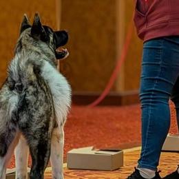 Akita from Cj's Sho-Me Akitas