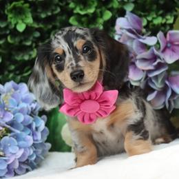 Posie - Dapple female Dachshund puppy in Woodbine, Georgia from Bowdachs Cream Pies