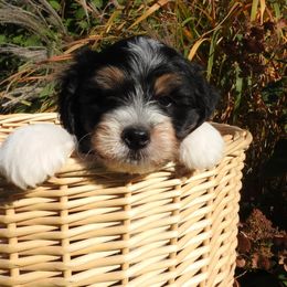 Bernedoodle, Goldendoodle, and Sheepadoodle Puppies from Country Meadow Doodles