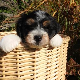 Bernedoodle, Goldendoodle, and Sheepadoodle Puppies from Country Meadow Doodles
