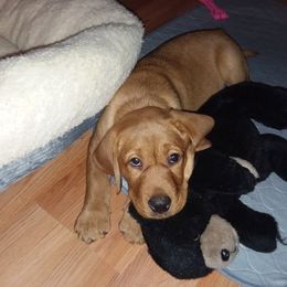 Labrador Retriever Puppies from Autumn Oaks Labrador Retrievers