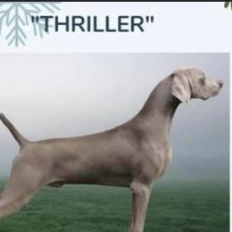 Thriller - Weimaraner