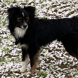 Rhodes - Toy Australian Shepherd