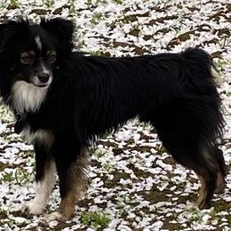 Rhodes - Toy Australian Shepherd