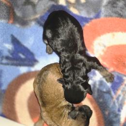 Male 2 - Black and tan male Havapoo puppy in Medina, Ohio from Momma's Minis