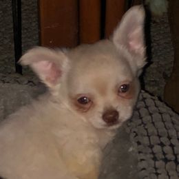 Sugar Bear - White male Chihuahua puppy in Amelia, Virginia from Pannell’s Precious Pups