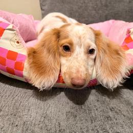 Rodger - Piebald male Dachshund puppy in Magnolia, Texas from Carrie’s Countryside Dachshunds