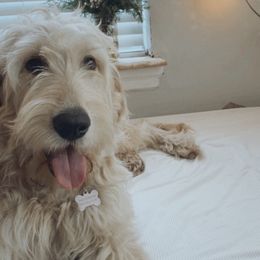 Assorted Doodle Crosses, Bernedoodles, Cavachons, Goldendoodles, and Spanish Water Dogs from PitterPatterPuppiesNJ