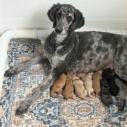 Cavapoo puppies from Halsey Poodles and Doodles