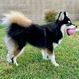Luna - Pomsky