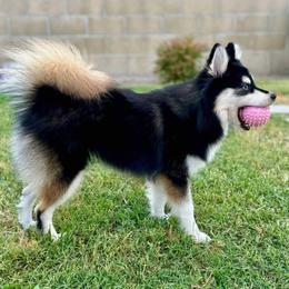 Luna - Pomsky